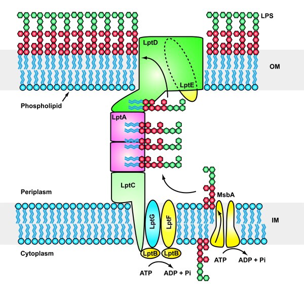 The lipopolysaccharide transport (Lpt) system