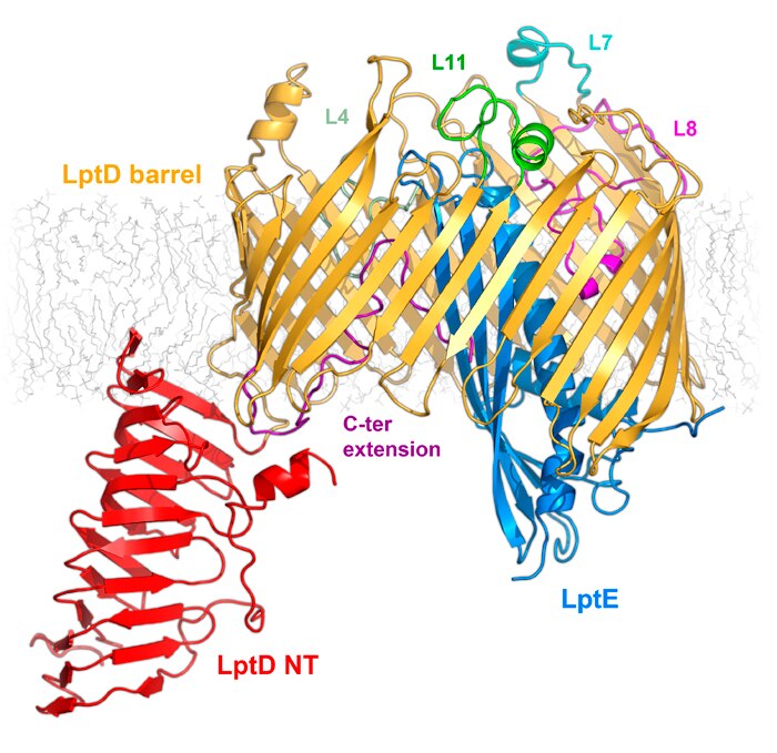 The Klebsiella pneumoniae LptDE complex in the outer membrane