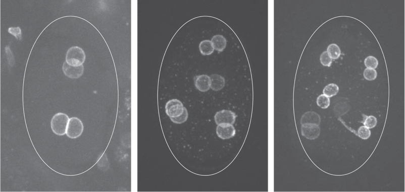 C. elegans embryos in which the maternal and paternal pronuclei failed to merge.