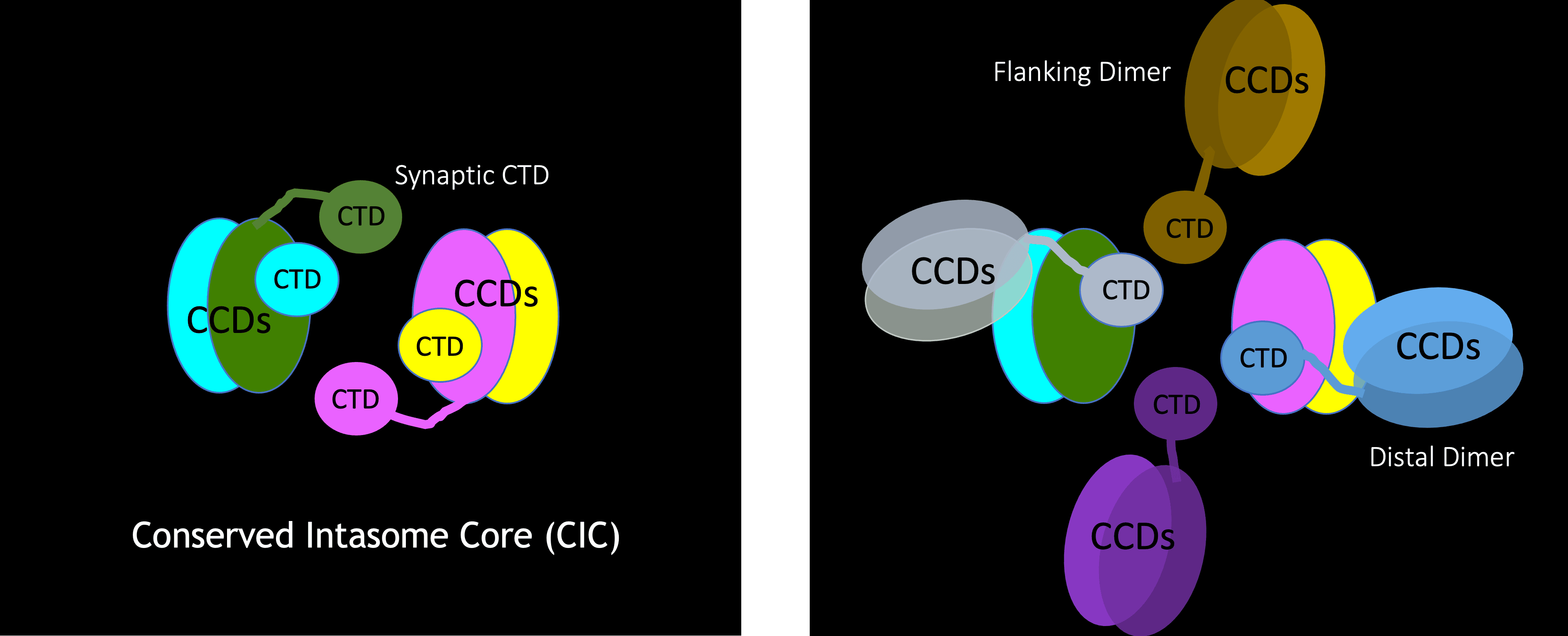 Side-by-side view of HIV intasome structure.