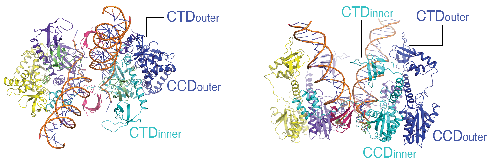 Side-by-side schematic of HIV integrase domain organization.