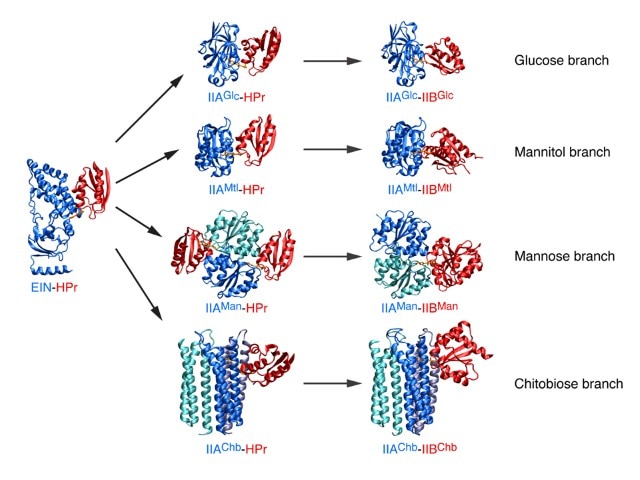 Chart showing the structures of complexes from the bacterial phosphotransferase system
