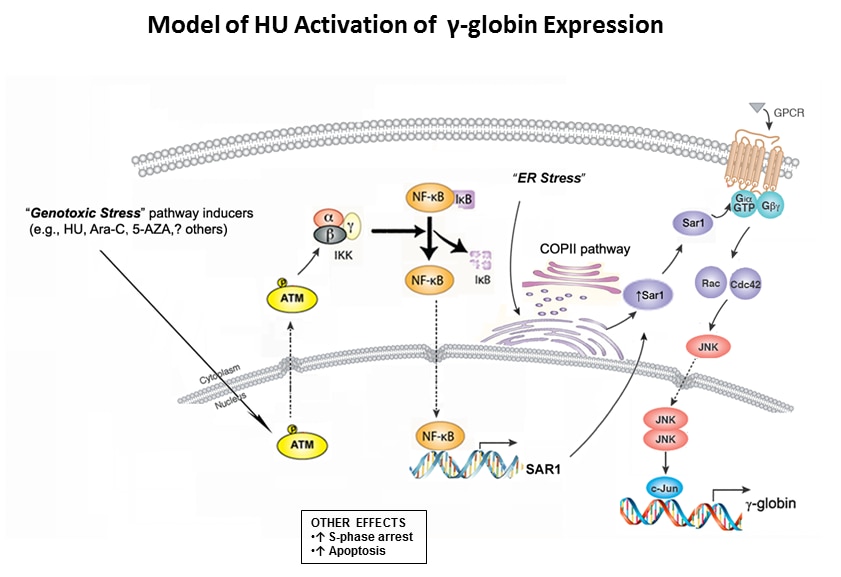 Photo of Model of HU Activation of γ-globin Expression