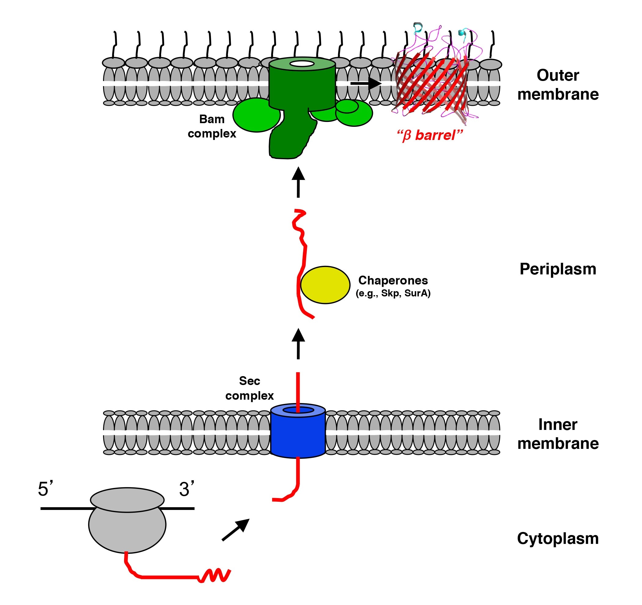 A graphic which depicts outer membrane protein (O M P) biogenesis in Gram-negative bacteria
