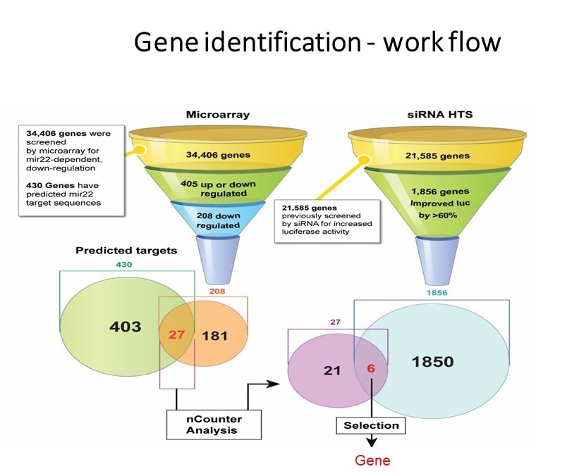 Work flow for identifying target gene of specific microRNA