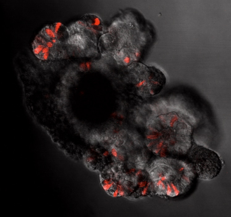 Enteroendocrine cells in the organoid.