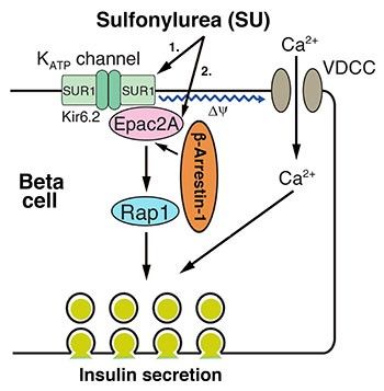 Image representing sulfonylurea action in a cell