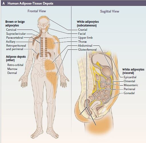 Medical illustration of human adipose-tissue depots. 
