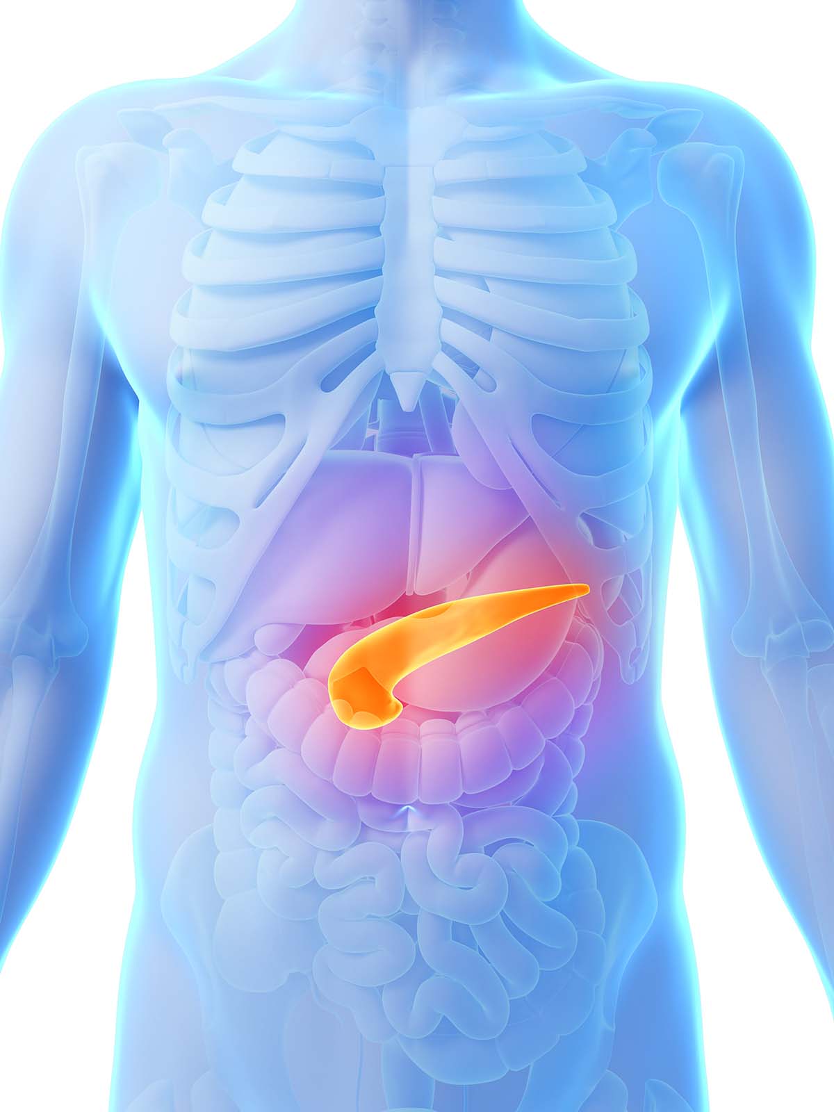 Illustrated human torso with the pancreas highlighted in orange to show where it is located in the human body