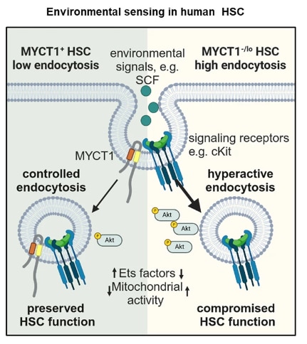 Illustration depicting model figure of MYCT1 regulated environmental sensing in HSC. Accessible description available below.