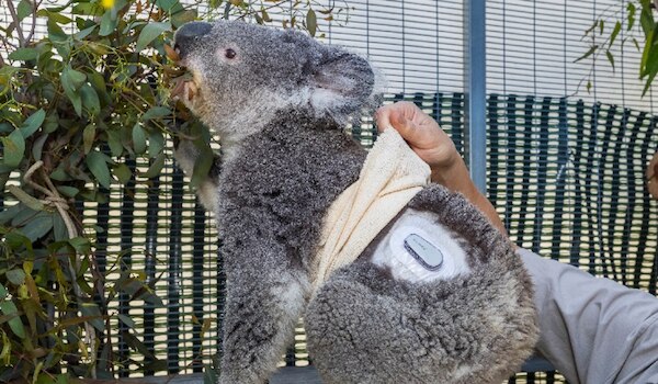 Quincy the Koala