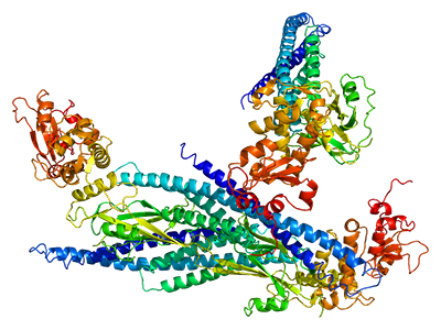 Visual representation of the Stat5a LoxP/Stat5b LoxP protein.