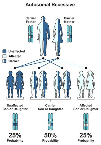 Illustration of autosomal recessive pattern. Children of a carrier father and mother have a 25% chance of not having the disease, a 50% chance of being a carrier, and a 25% chance of having the disease.