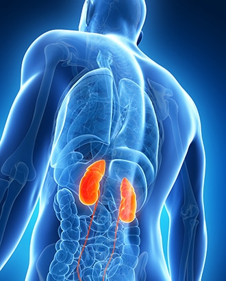 Illustration of an upper body showing the location of the kidneys.