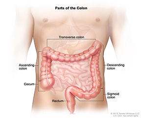 Illustration of the different parts of the colon