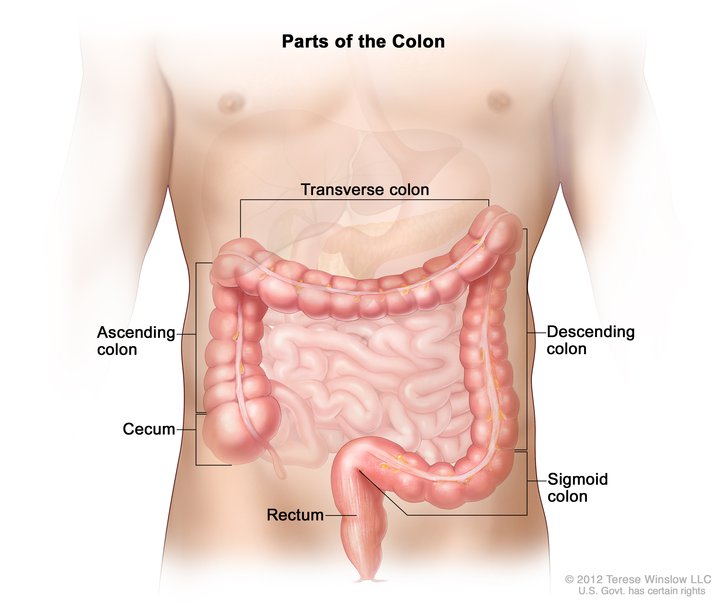 Illustration of the colon, including cecum, ascending colon, transverse colon, descending colon, sigmoid colon, and rectum.