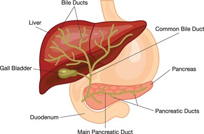 Illustration of the liver, pancreas, duodenum, gallbladder, and bile ducts, including the common bile duct, pancreatic ducts, and pain pancreatic duct.