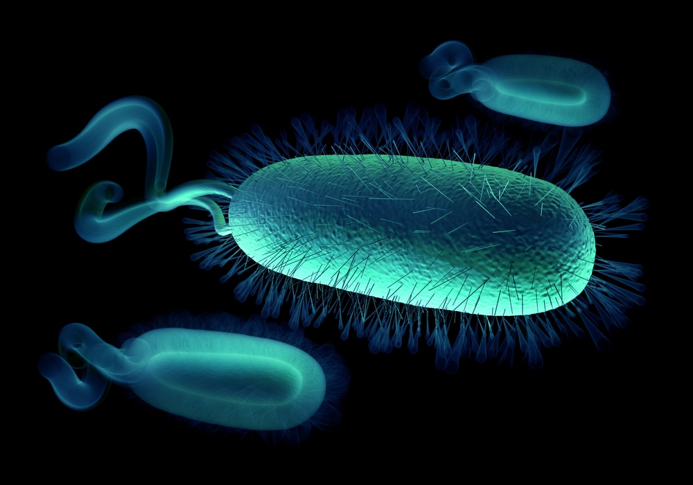 Helicobacter pylori (H. pylori) bacteria.