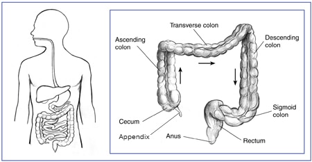 Illustration of the lower GI tract which includes the appendix, cecum, ascending colon, transverse colon, descending colon, sigmoid colon, rectum, and anus.