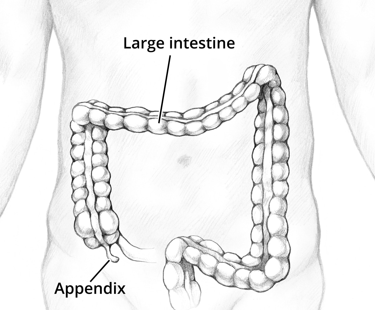 Illustration of the abdomen showing position of the appendix and colon.