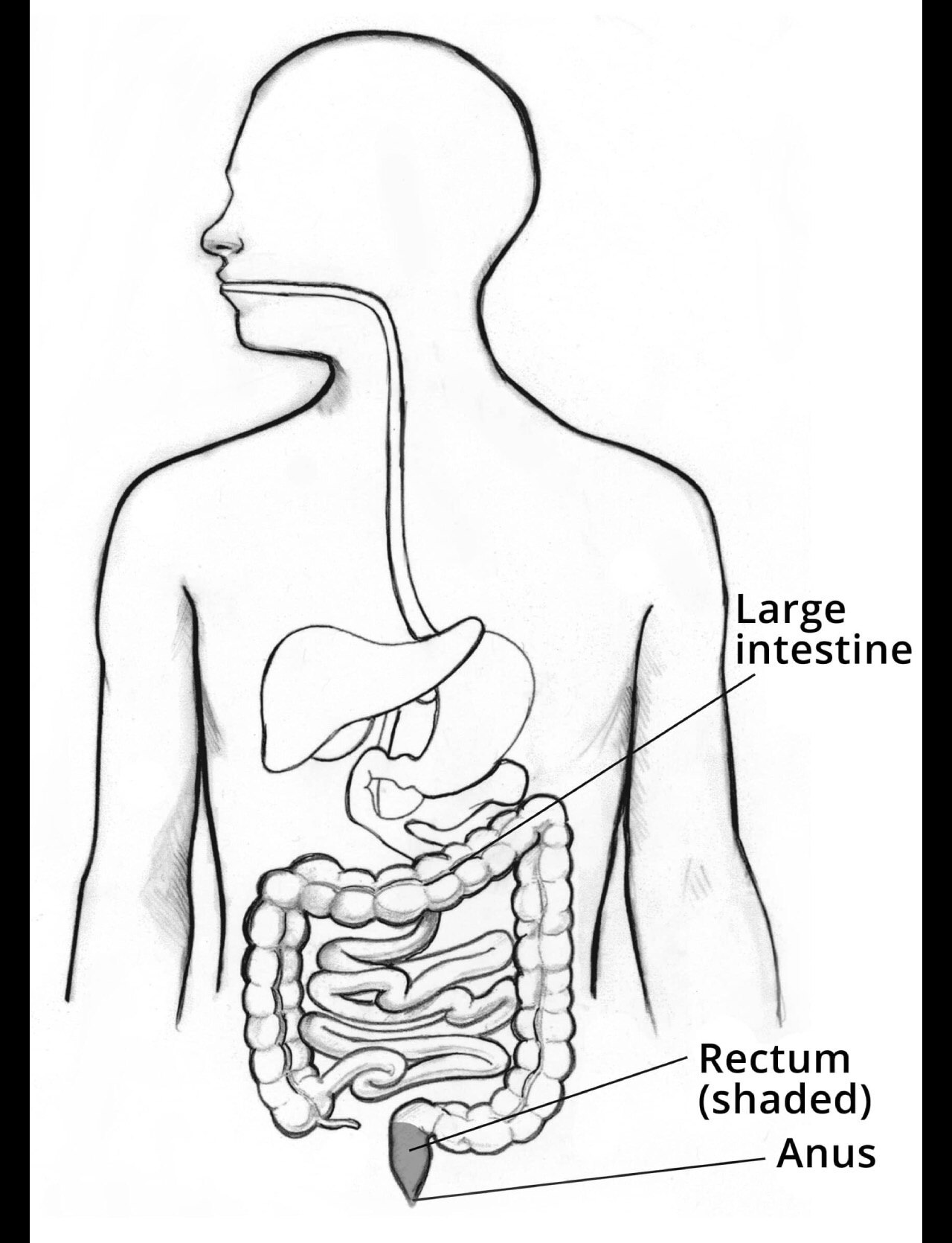 Illustration of the digestive system, with labels for the large intestine, rectum, and anus.