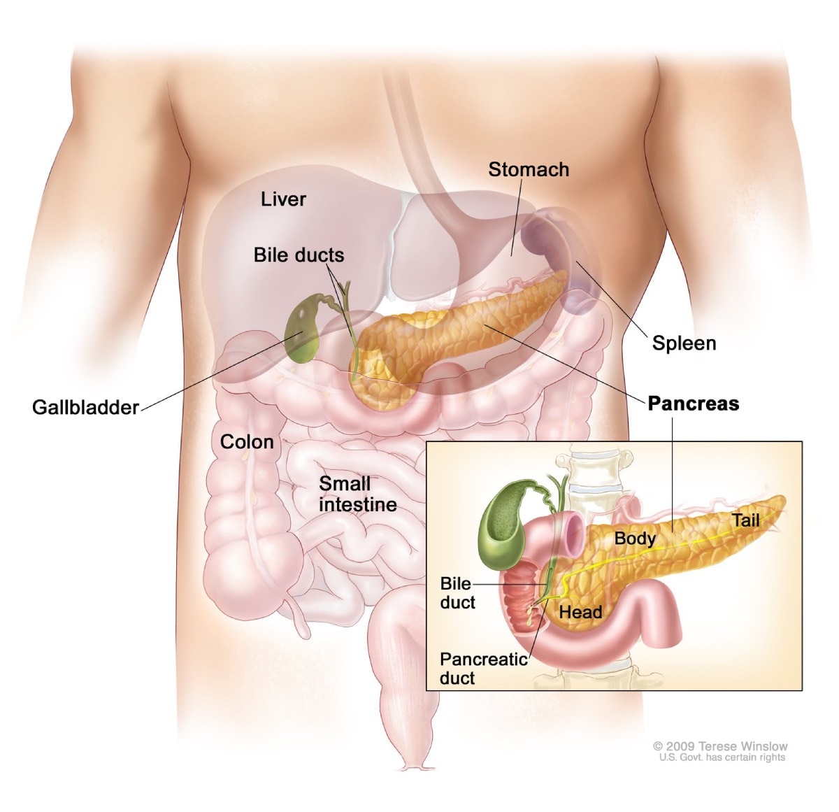 Anatomy of the pancreas. Drawing shows the pancreas, stomach, spleen, liver, gallbladder, bile ducts, colon, and small intestine. An inset shows the head, body, and tail of the pancreas. The bile duct and pancreatic duct are also shown.
