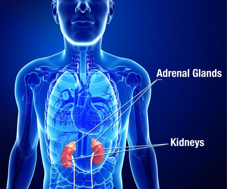 Illustration of the kidneys and adrenal glands.
