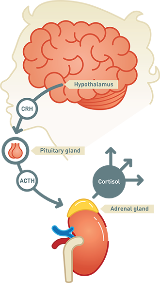 Illustration of the hypothalamus, pituitary, and adrenals, with a diagram showing the action of CRH on the pituitary and the action of ACTH on the adrenals.