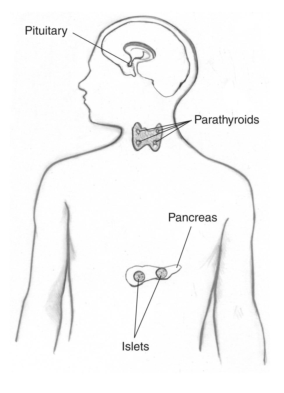 The pituitary gland, parathyroid glands, pancreas, and islets inside the pancreas