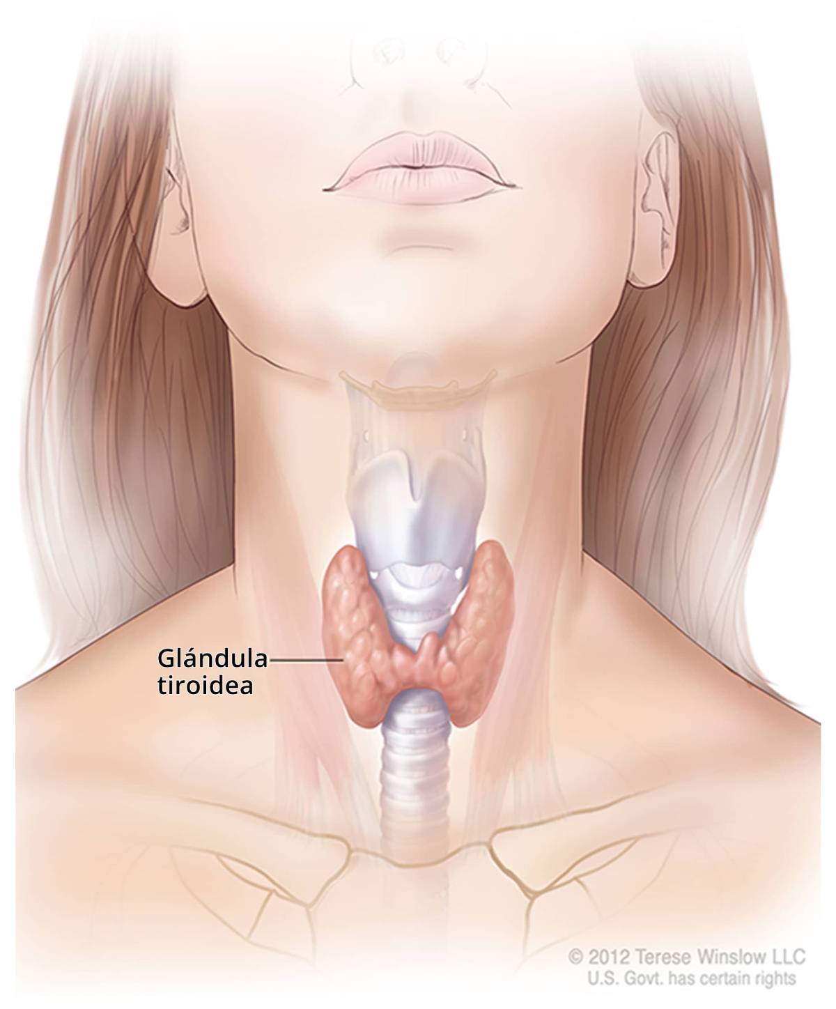 Ilustración de la glándula tiroidea y su ubicación en el cuello.