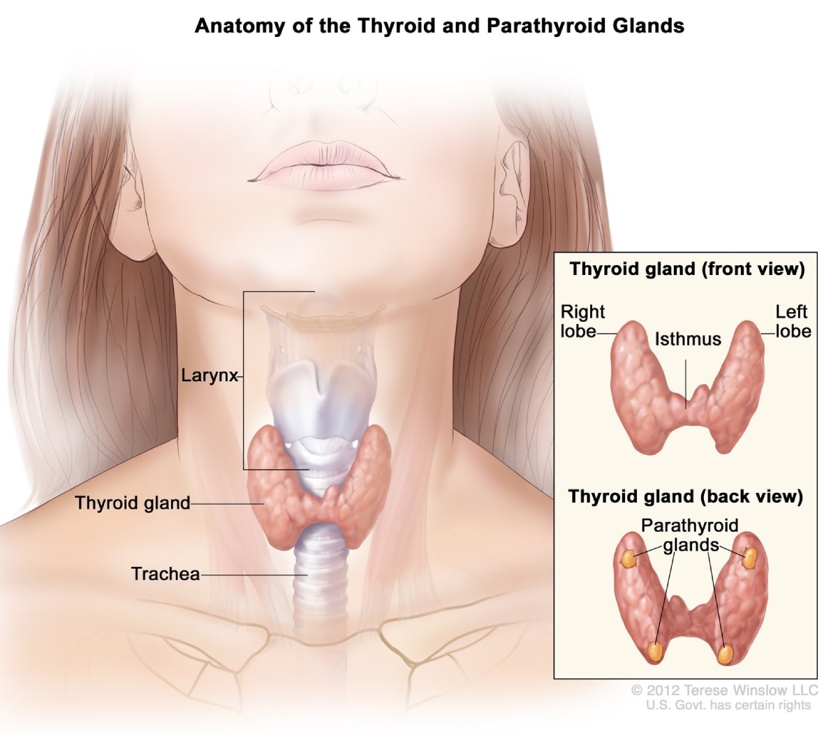Illustration of a human neck, showing that the thyroid gland is located between the larynx and trachea. An inset shows a front view and a back view of the thyroid gland, including the location of the left lobe, right lobe, isthmus, and parathyroid glands.