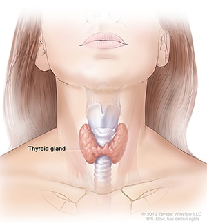 Illustration of the thyroid gland and its location in the neck
