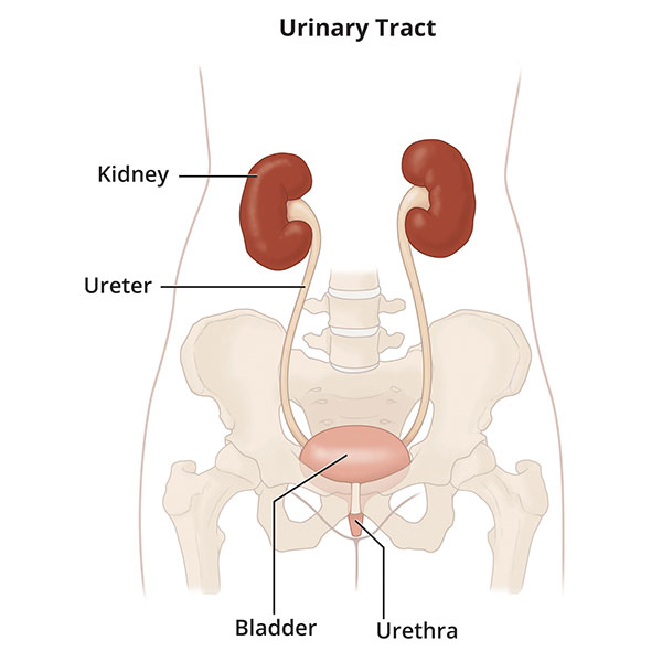 Image of the Urinary Tract