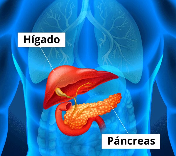 Ilustración del hígado y el páncreas