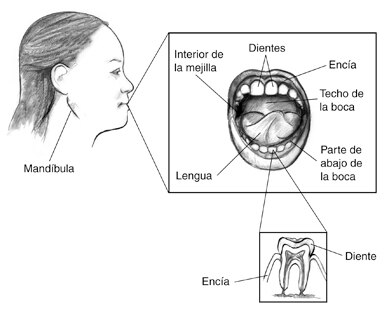 Dibujo del perfil de una mujer con un letrero que señala la mandibula.