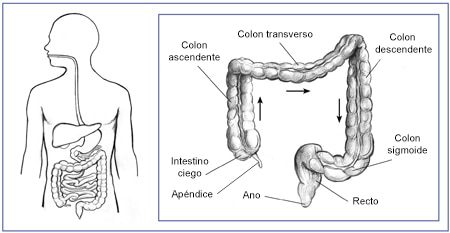 Ilustración de la parte inferior del aparato digestivo que incluye el apéndice, intestino ciego, colon ascendente, colon transverso, colon descendente, colon sigmoide, recto y ano.