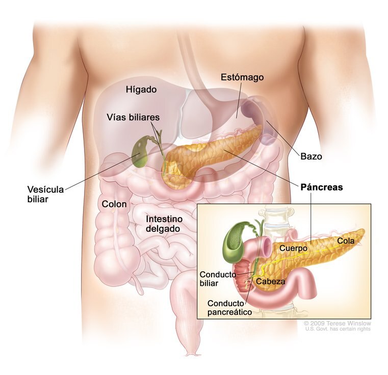 Tamaño y ubicación del páncreas en el cuerpo. Recuadro muestra conducto pancreático desembocando en intestino delgado.