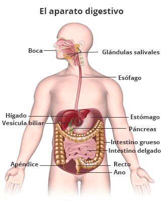 Modelo humano que muestra el aparato digestivo, el cual incluye la boca, glándulas salivales, esófago,   estómago, hígado, vesícula biliar, páncreas,  intestino grueso, intestino delgado, apéndice, recto y ano.