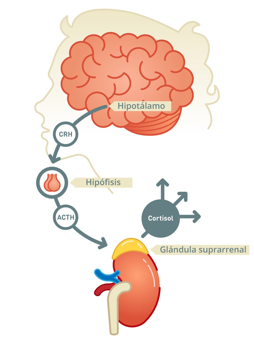 La CRH le indica a la hipófisis que produzca ACTH, que a su vez le indica a las glándulas suprarrenales que produzcan cortisol.