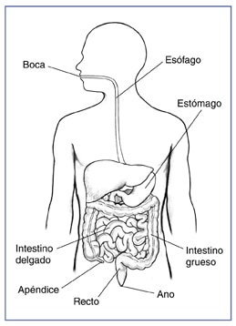 Imagen del tubo digestivo dentro de un perfil de la mitad superior de un cuerpo humano. 
