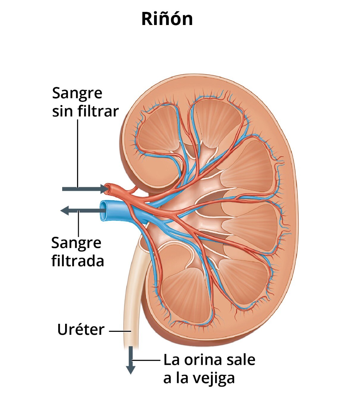 Un riñón humano, con flechas que muestran por dónde entra al riñón la sangre sin filtrar y por dónde sale la sangre filtrada. Los desechos y el exceso de agua salen del riñón a través del uréter hacia la vejiga como orina.