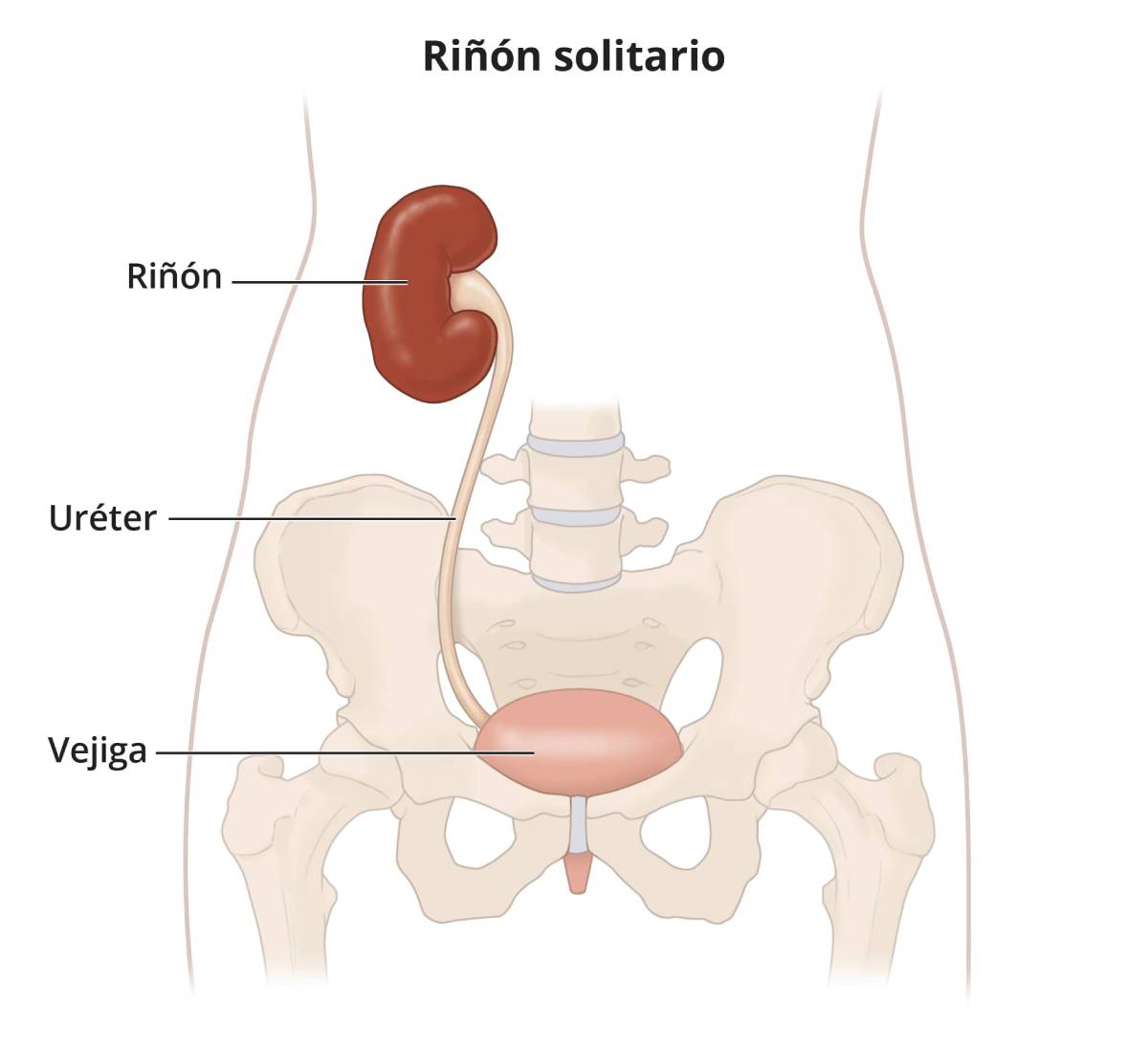 La ilustración muestra un solo riñón, uréter y vejiga.