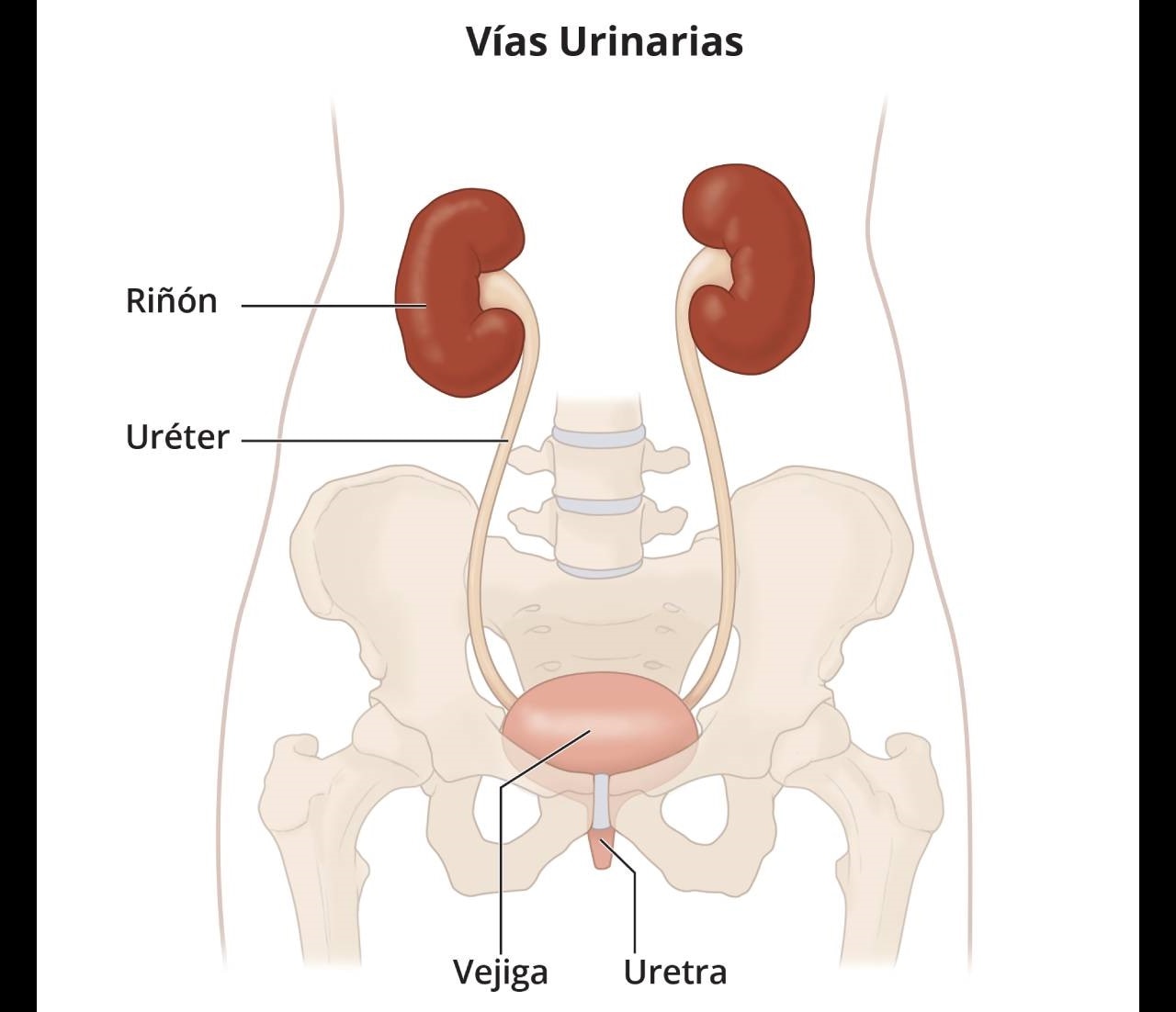 Las vías urinarias que incluyen los riñones, los uréteres, la vejiga y la uretra.