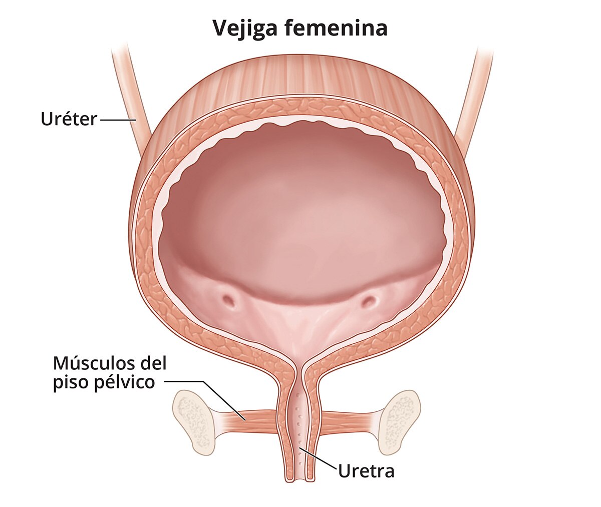Ilustración en primer plano de una vejiga, uréteres, músculos del piso pélvico y uretra femeninos.
