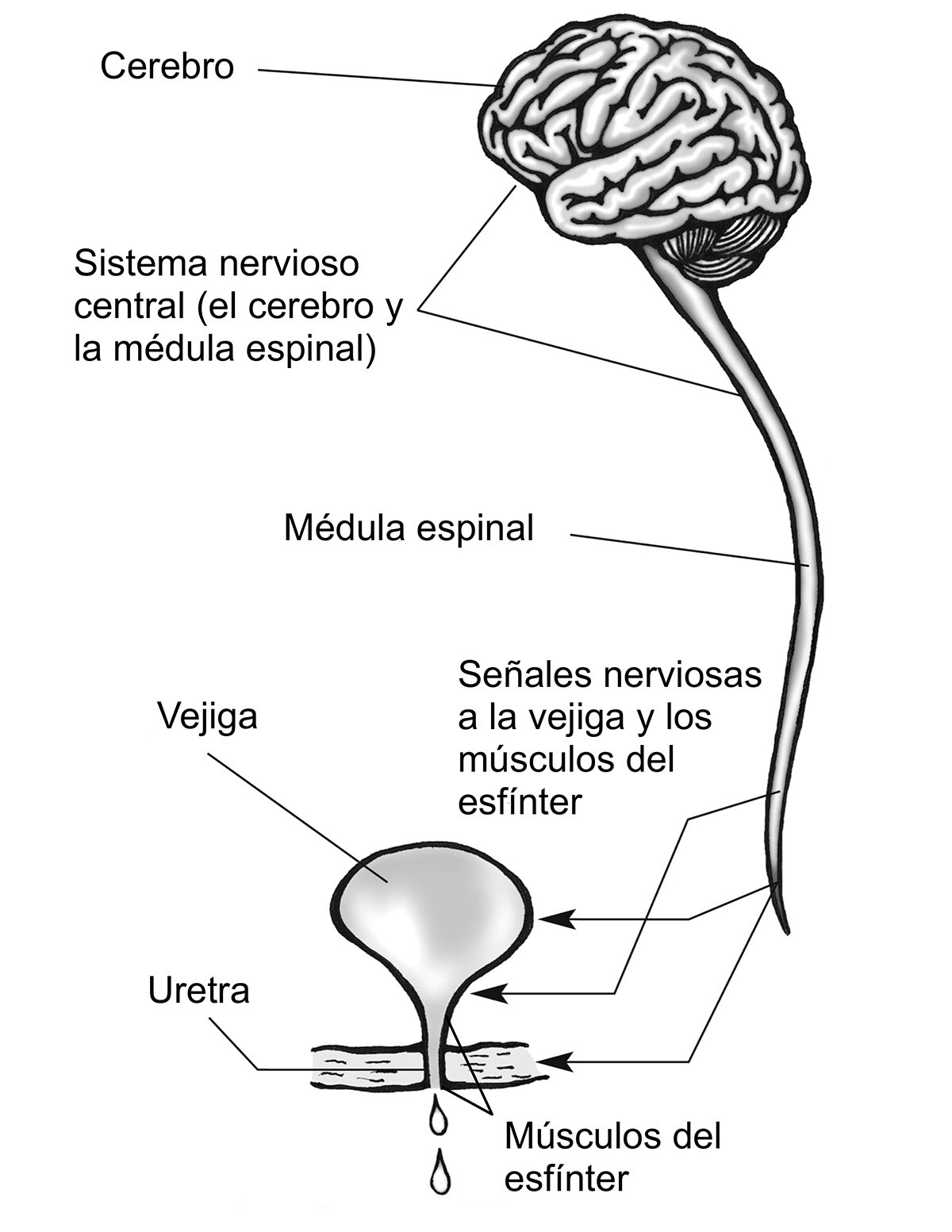 El sistema nervioso central (cerebro y médula espinal) muestra las señales nerviosas que viajan del cerebro, a través de la médula espinal, a la vejiga, uretra y los músculos del esfínter. 