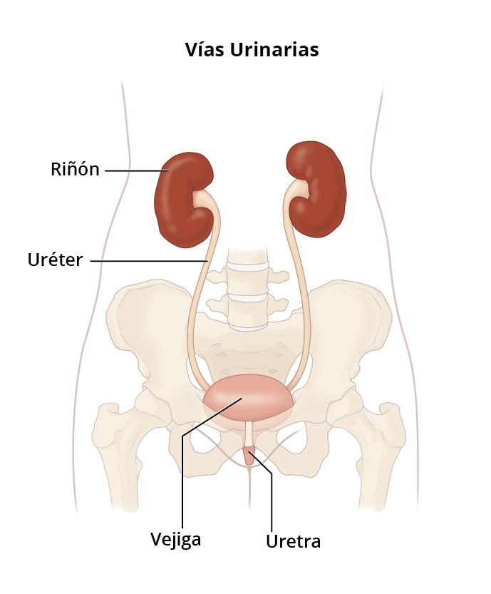 Ilustración de las vías urinarias que incluyen los riñones, uréteres, vejiga y uretra.