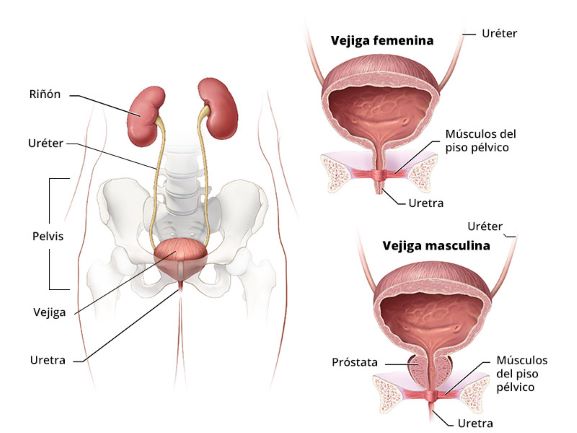 Ilustración de las vías urinarias y la pelvis.
