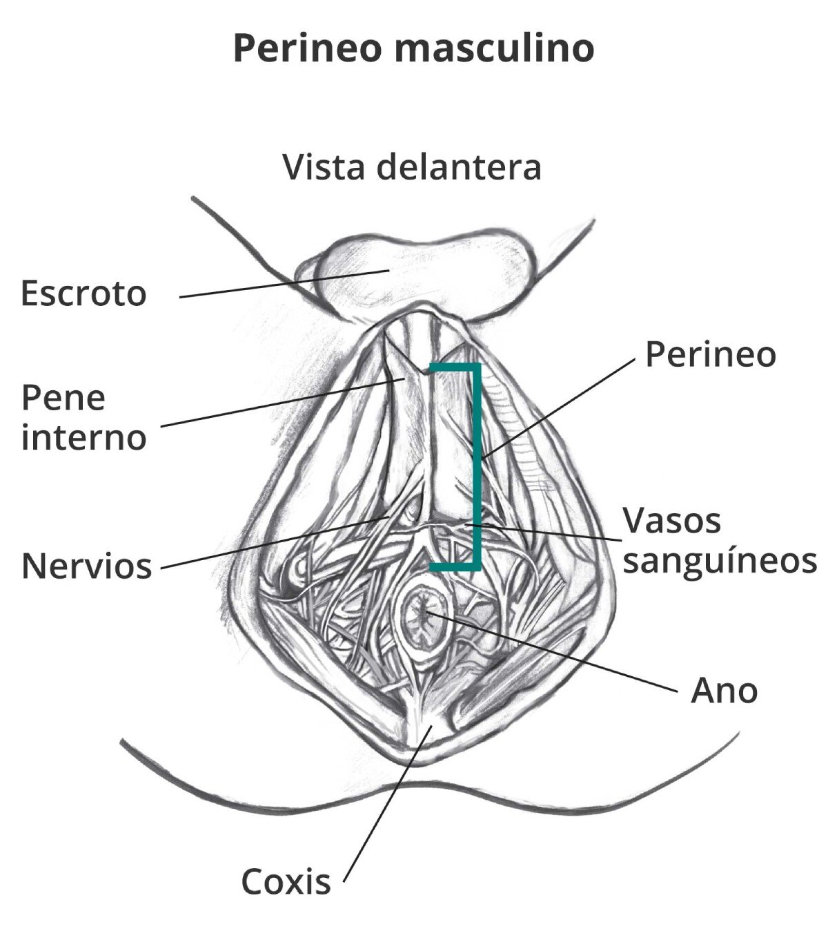 El perineo masculino con letreros del escroto, pene interno, perineo, nervios, vasos sanguíneos, coxis y ano.