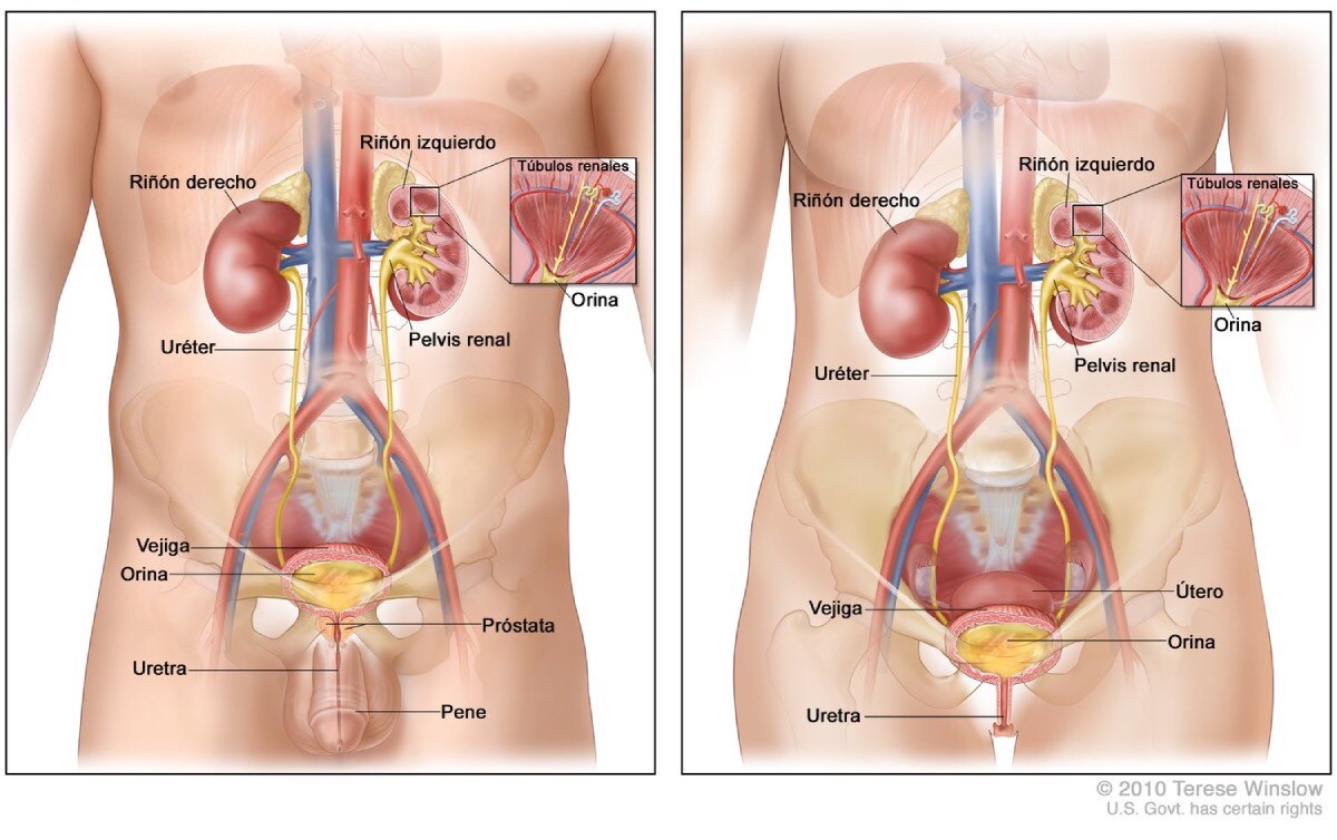 Torsos masculino y femenino mostrando su respectiva anatomía de las vías urinarias.