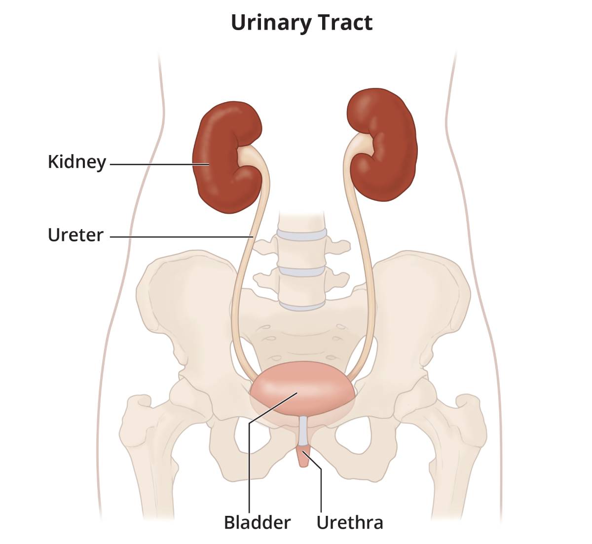 The urinary tract, showing the kidneys, ureters, bladder, and urethra.